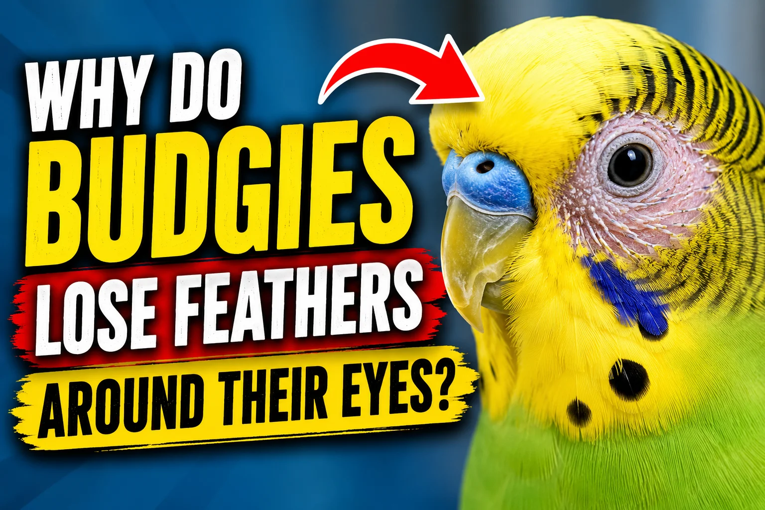 Budgies Lose Feathers Around Their Eyes