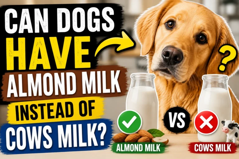 Can Dogs Have Almond Milk Instead of Cows Milk?