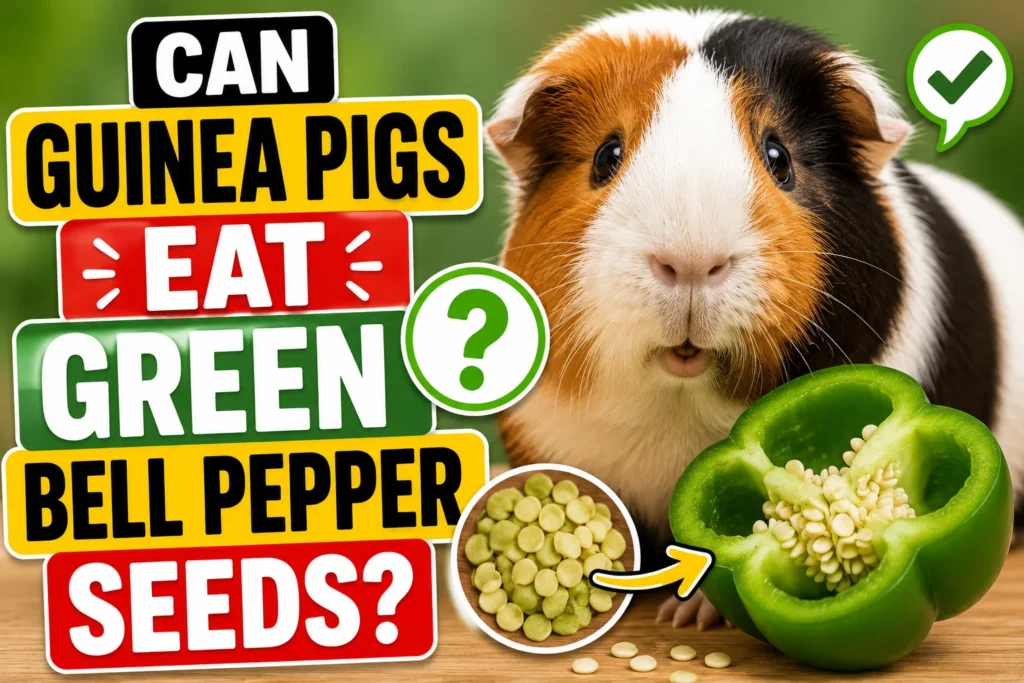 Can Guinea Pigs Eat Green Bell Pepper Seeds?