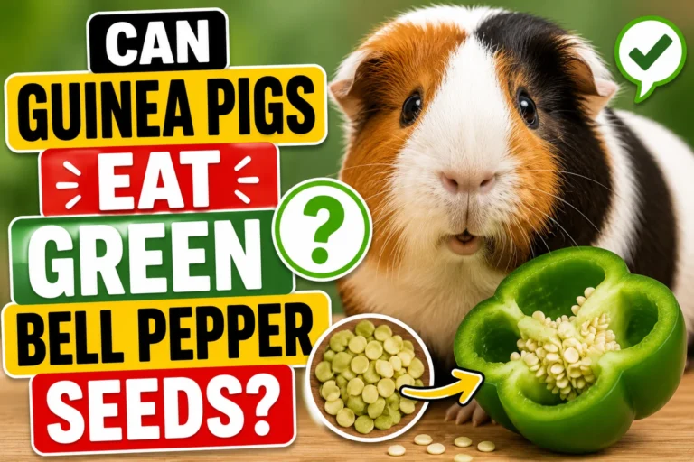 Can Guinea Pigs Eat Green Bell Pepper Seeds?