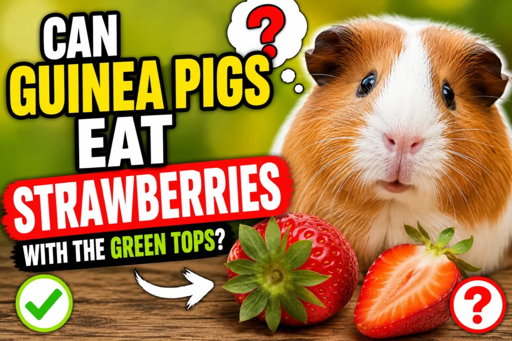 Can Guinea Pigs Eat Strawberries with the Green Tops?