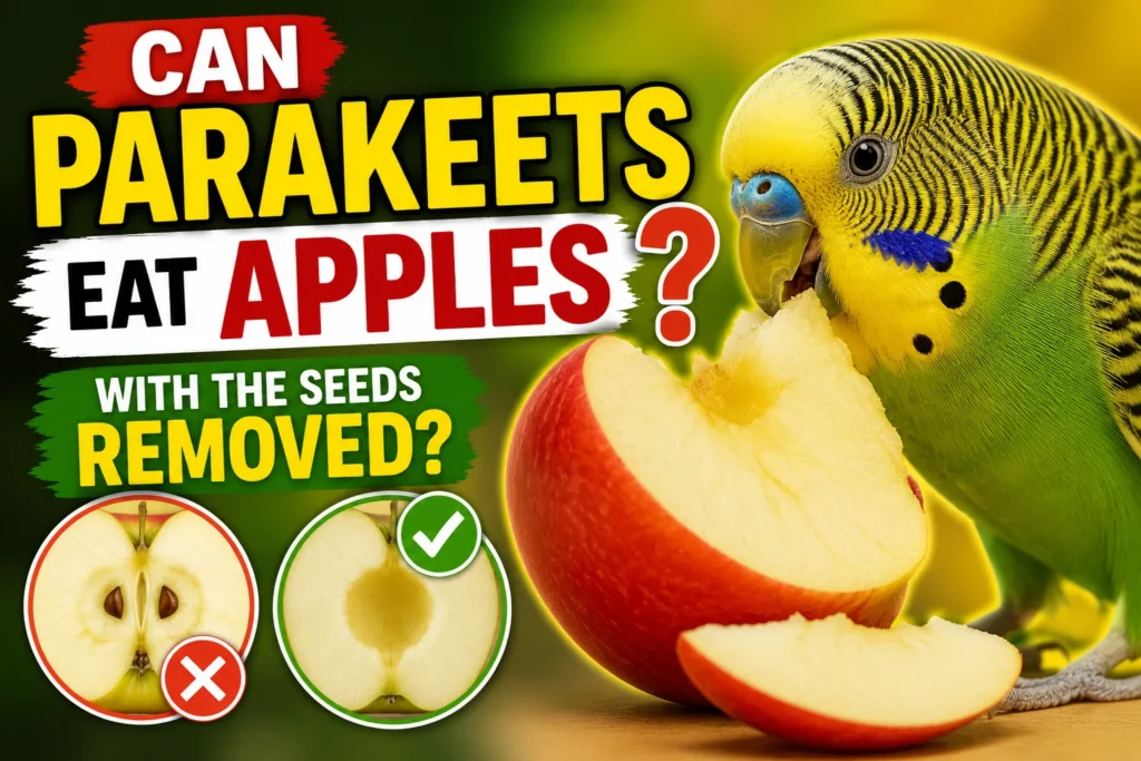 Can Parakeets Eat Apples with the Seeds Removed?