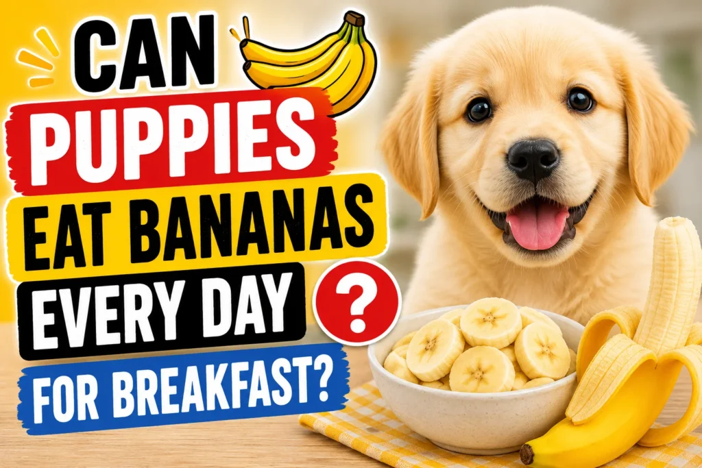 Can Puppies Eat Bananas Every Day for Breakfast?