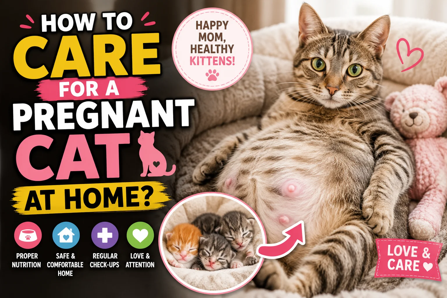 Care For a Pregnant Cat at Home