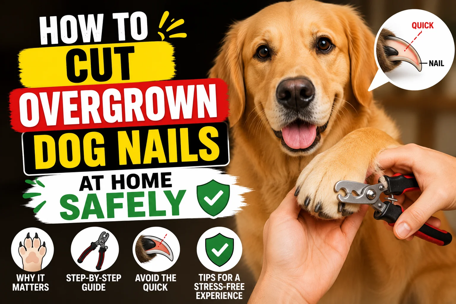 Cut Overgrown Dog Nails at Home Safely