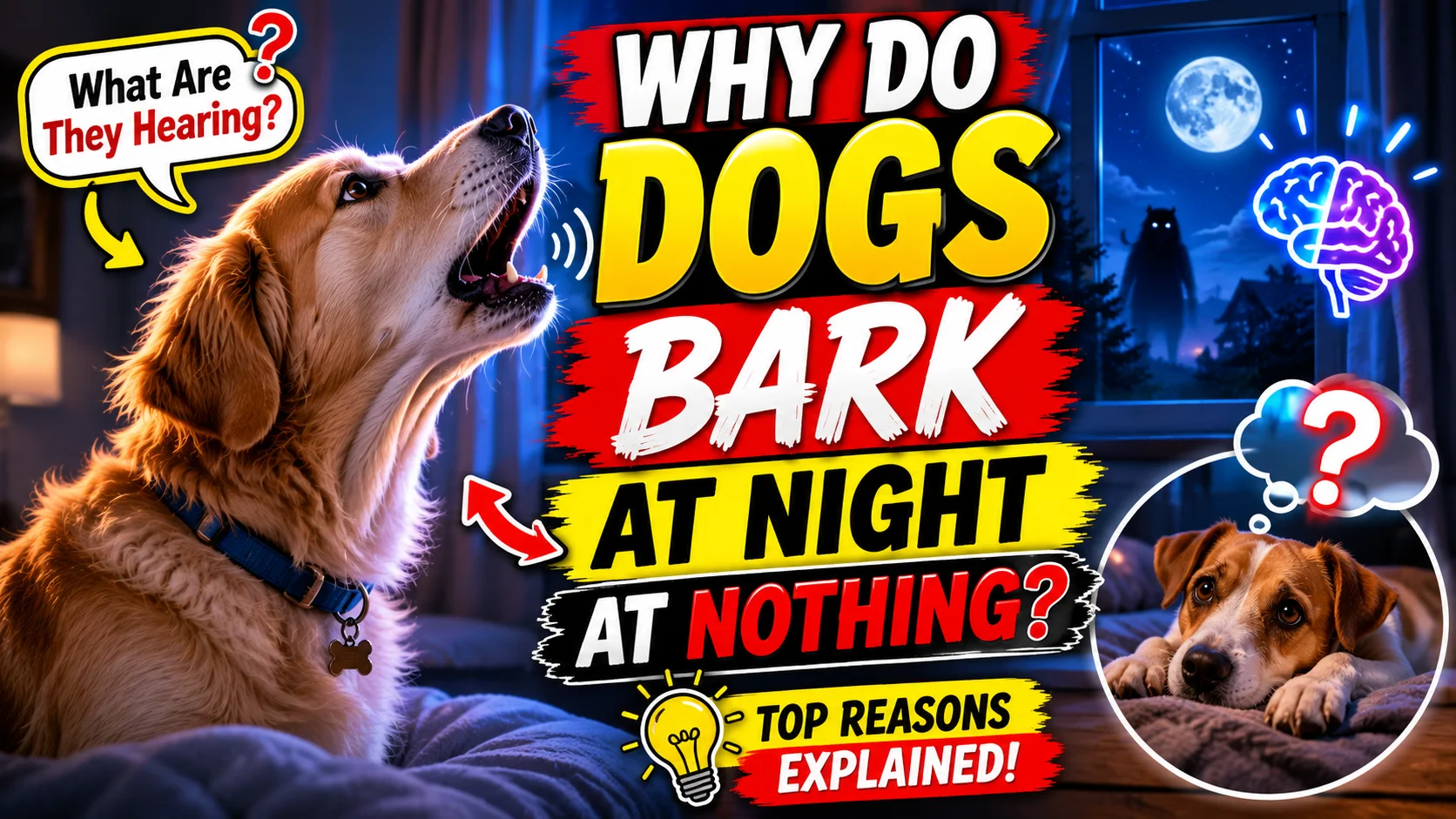 Dogs Bark at Night at Nothing