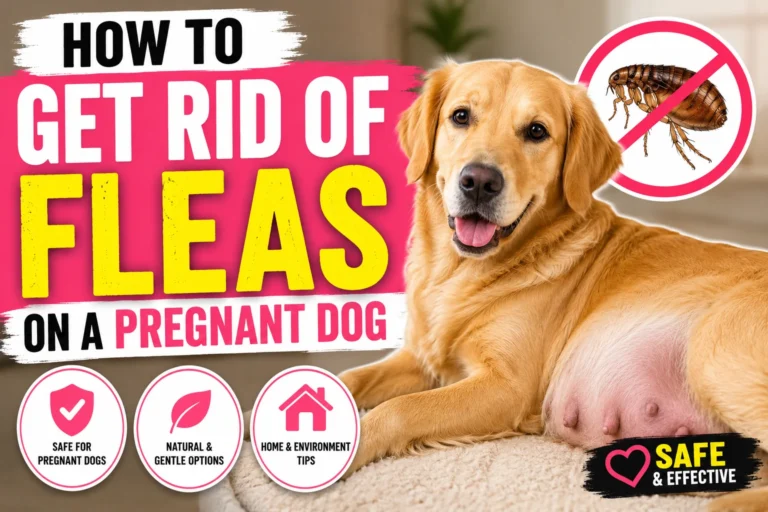 How to Get Rid of Fleas on a Pregnant Dog?