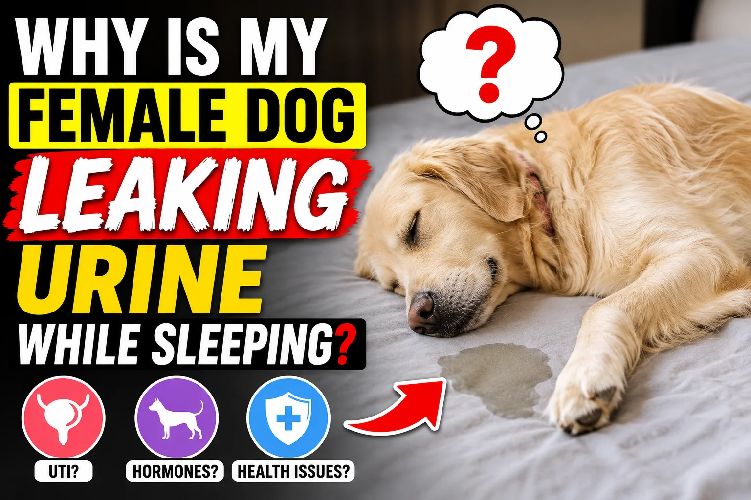 My Female Dog Leaking Urine While Sleeping?