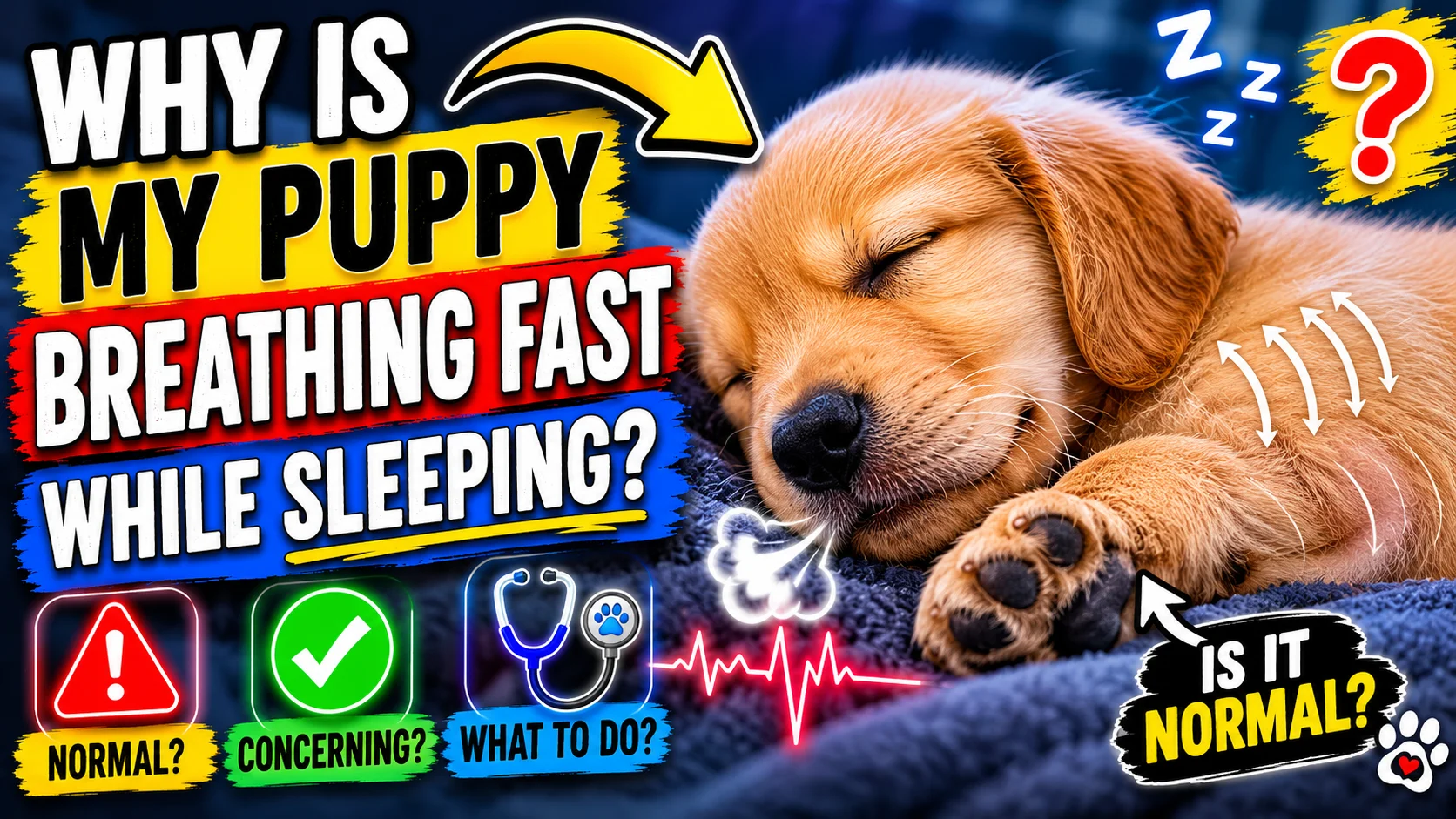 My Puppy Breathing Fast While Sleeping
