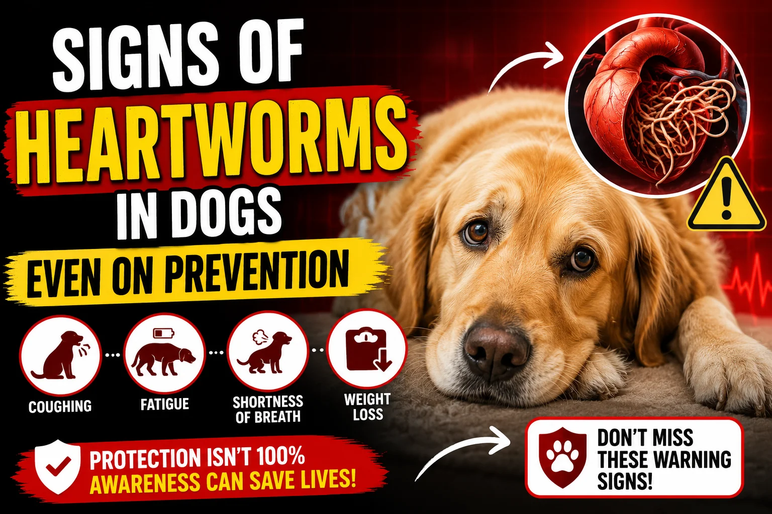 Signs of Heartworms in Dogs Even on Prevention