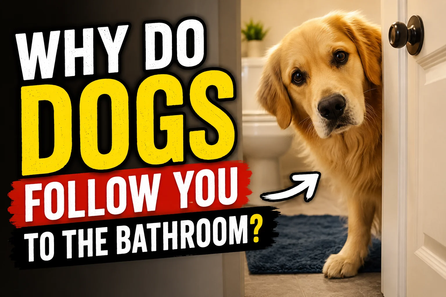 Why Do Dogs Follow You to the Bathroom?