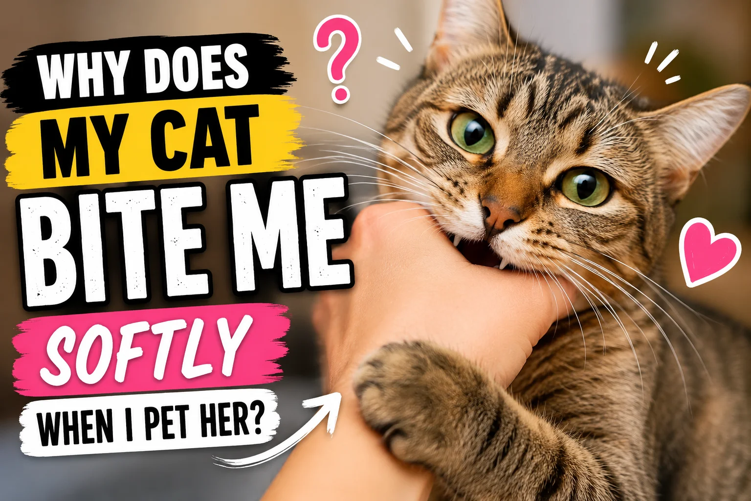 Why Does My Cat Bite Me Softly When I Pet Her?