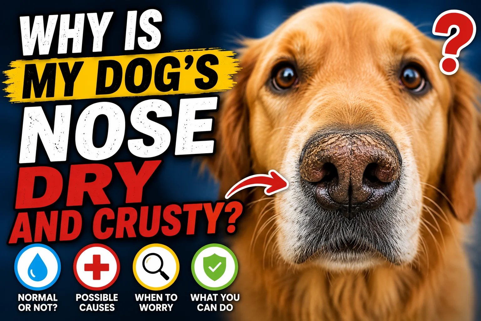 Why Is My Dogs Nose Dry and Crusty?