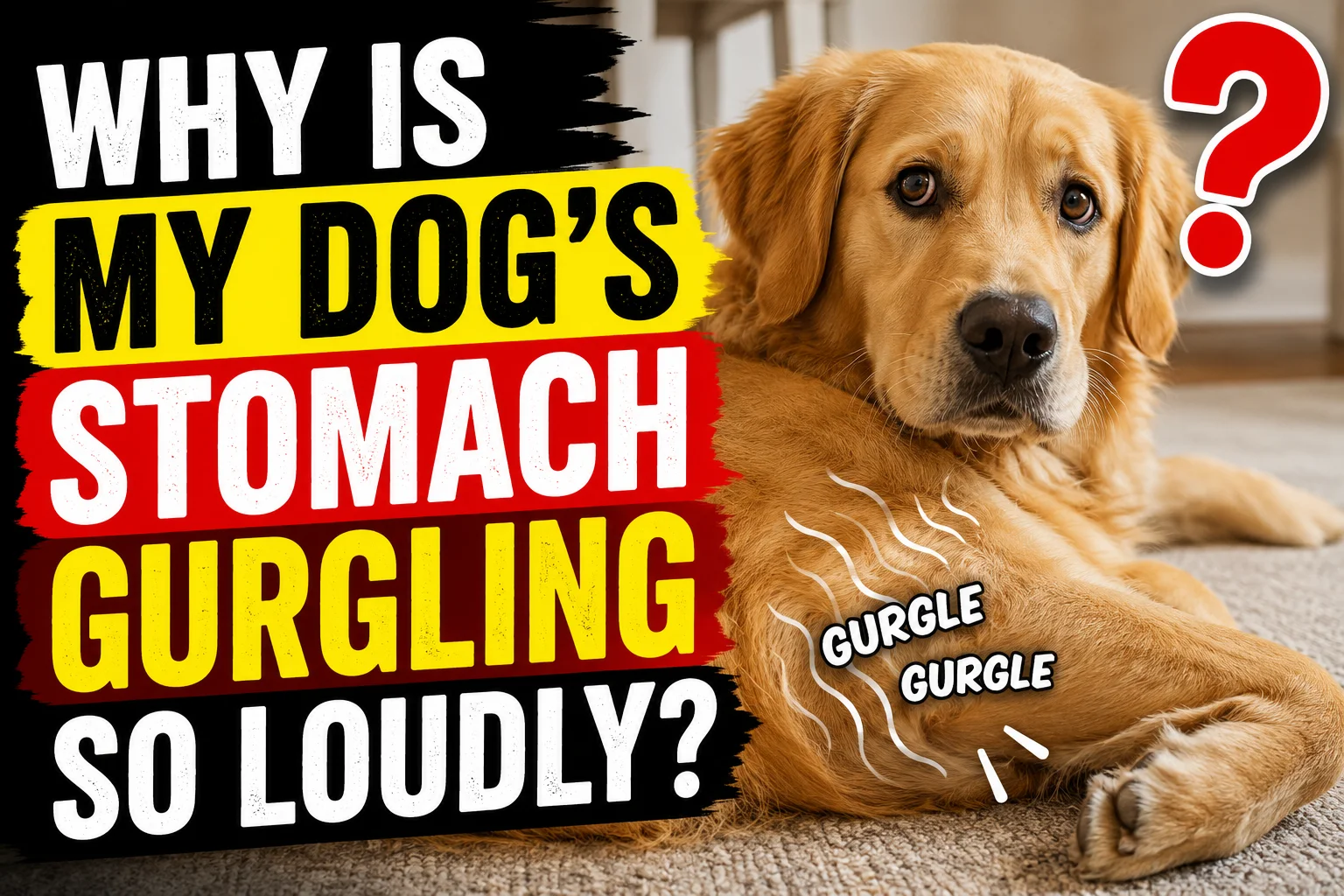 Why Is My Dog's Stomach Gurgling So Loudly?