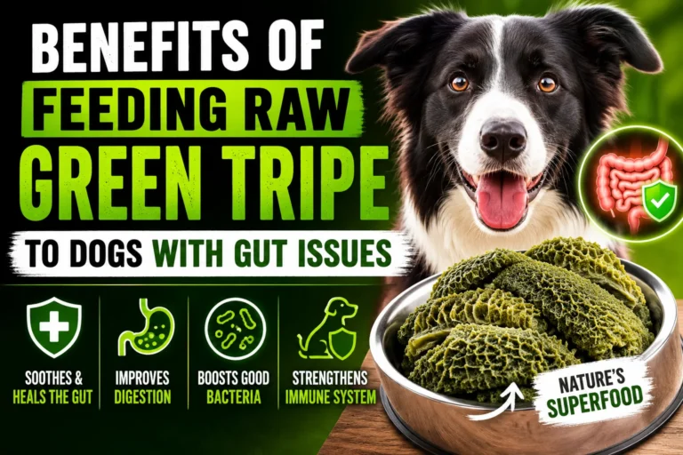 Benefits Of Feeding Raw Green Tripe To Dogs With Gut Issues