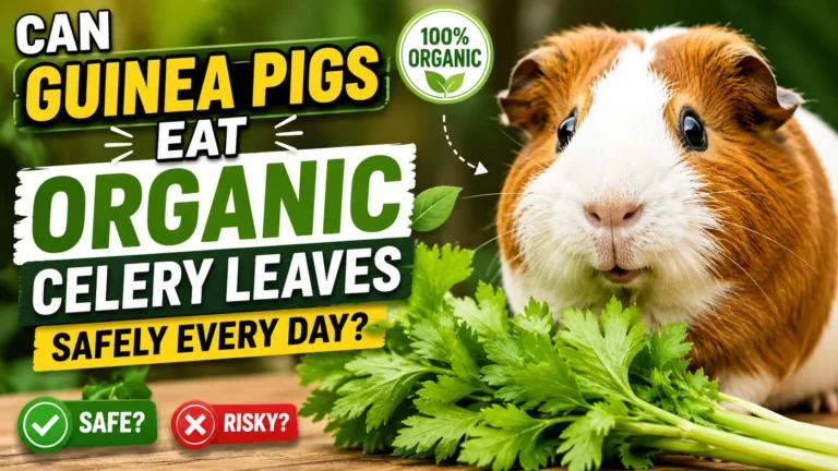 Can Guinea Pigs Eat Organic Celery Leaves Safely Every Day?