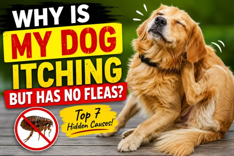 Why is My Dog Itching but Has No Fleas?