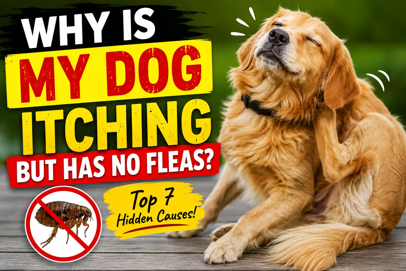 Why is My Dog Itching but Has No Fleas?