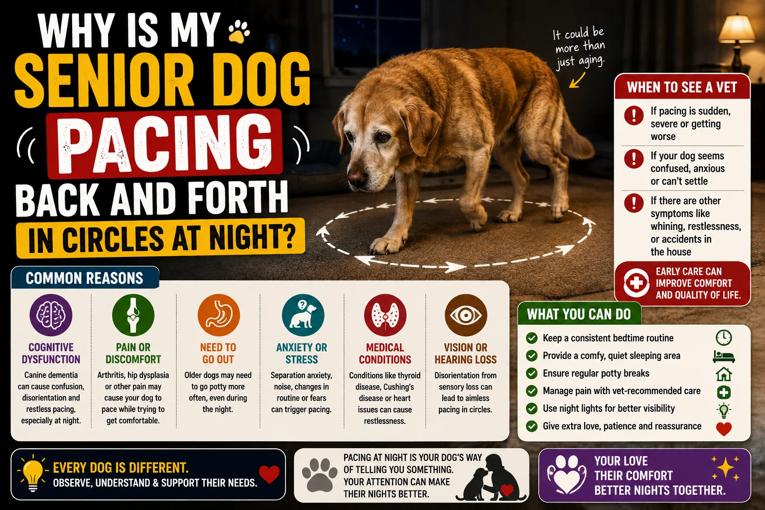Why Is My Senior Dog Pacing Back and Forth in Circles at Night?